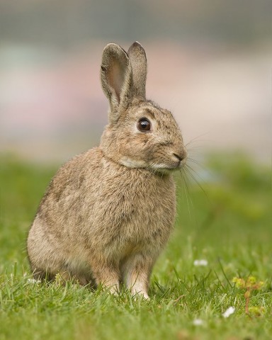 bunny, unjuiced