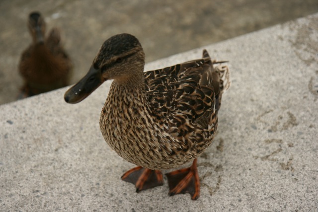 A Duck
